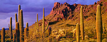 image of Sonoran Desert